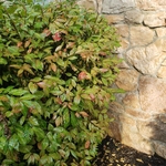Burnibg Bush Damage