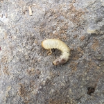 Adult Grub
