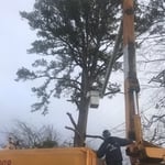 Tree Services