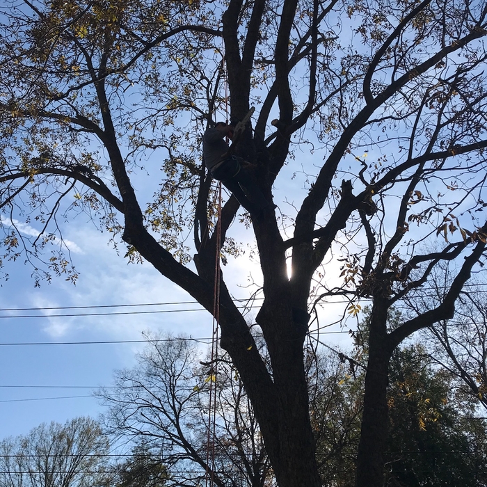 Tree Services