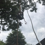 Tree Services