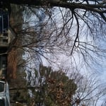 all trees limbs that where going towards house