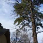 all trees limbs that where going towards house