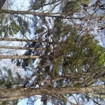 all trees limbs that where going towards house