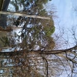 all trees limbs that where going towards house