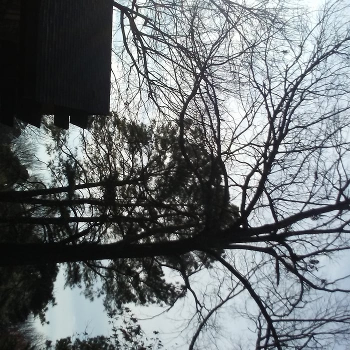all trees limbs that where going towards house
