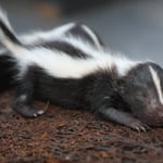 Baby skunks