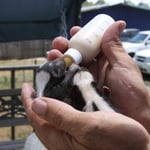 Bottle feeding baby skunks