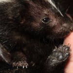 Baby skunks at 3 months of age
