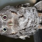 Young Screech Owl