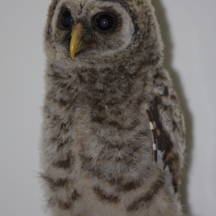 Young Barred Owl.