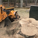 Brunswick, ME stems removed for grinding