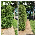 Trimming shrubs