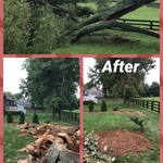 Tree removal