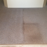 Havasu Pest Control carpeting
