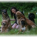5 Dog System