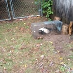 Skunk