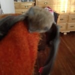 Bats