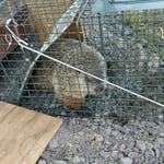 Woodchucks