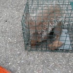 Squirrels