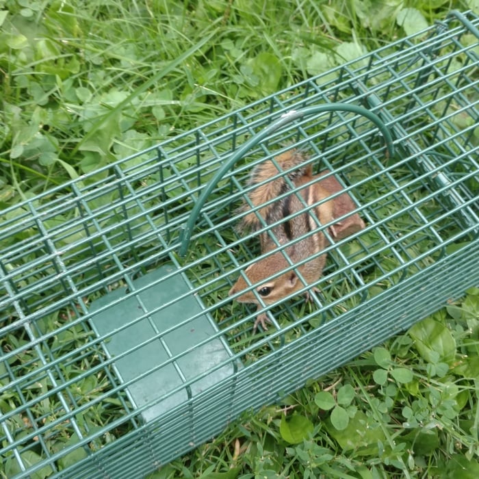 Chipmunks