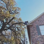 Trimming Post Oak over Apartment Roof