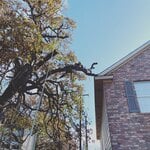Trimming Post Oak over Apartment Roof