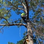 Pine Tree Removal Leaning over house