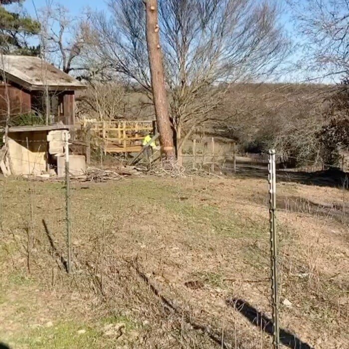 Pine Tree Removal Leaning over house