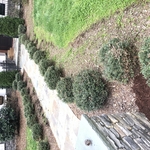 General yard clean up