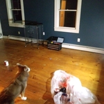 pine floor refinishing