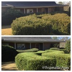 Pine-Straw