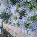 Desert Landscaping