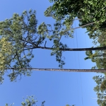 Pine Tree Removal