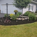 New planting and renovation