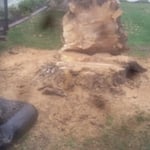 stump