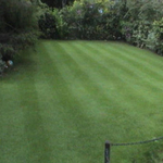 Full lawn care service