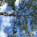 Massive Pine