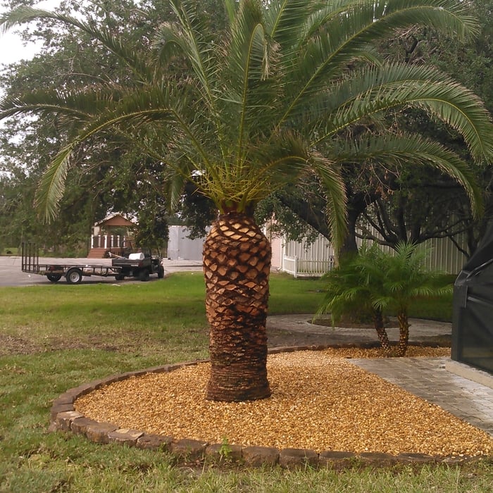 Pretty palms
