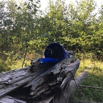 The Hornet's New Home