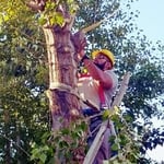Tree Trimming