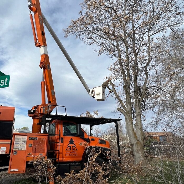 Tree Removal