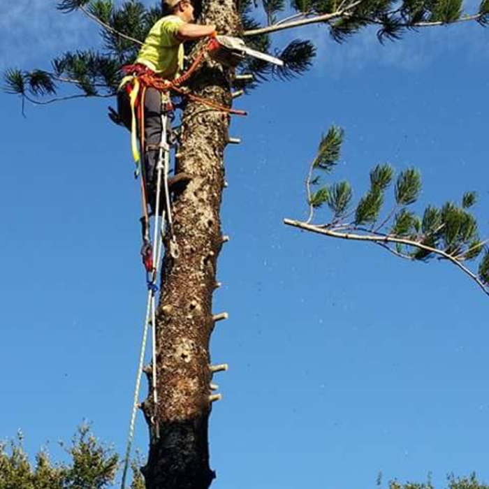 norway spruce removal