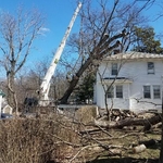 No tree is too tall!
