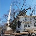 No tree too tall!