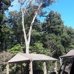 Local commercial project- tree trimming