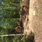 Clearing and grubbing