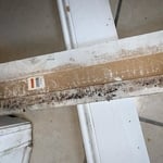 Mold from Water Damage