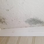 Mold