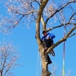 Tree Climbing